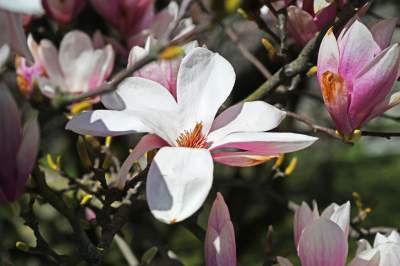 Wiosenne szaleństwo na Wawelu, kwitnie słynna magnolia i nie tylko... - zdjęcie 12