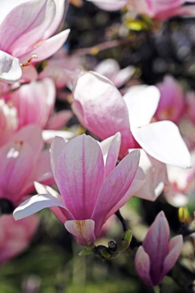 Wiosenne szaleństwo na Wawelu, kwitnie słynna magnolia i nie tylko... - zdjęcie 15