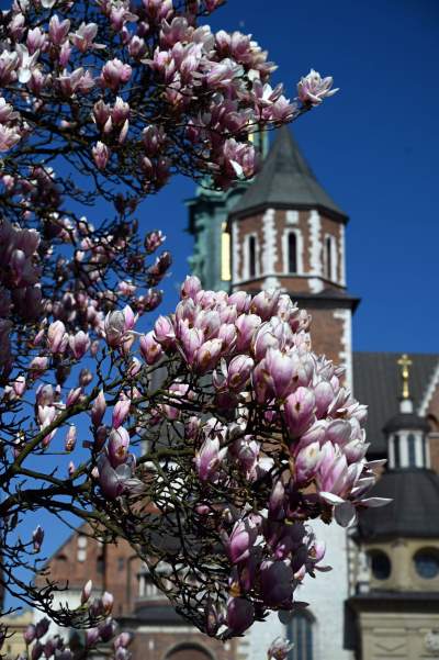 Wiosenne szaleństwo na Wawelu, kwitnie słynna magnolia i nie tylko... - zdjęcie 17