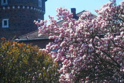 Wiosenne szaleństwo na Wawelu, kwitnie słynna magnolia i nie tylko... - zdjęcie 25