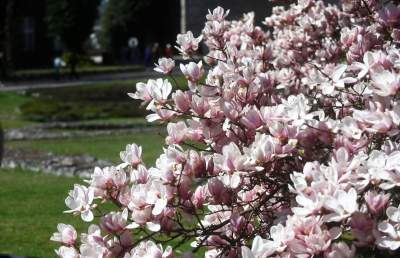 Wiosenne szaleństwo na Wawelu, kwitnie słynna magnolia i nie tylko... - zdjęcie 26