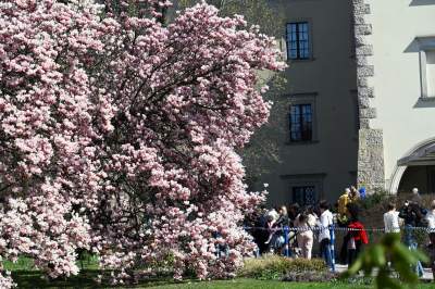 Wiosenne szaleństwo na Wawelu, kwitnie słynna magnolia i nie tylko... - zdjęcie 34