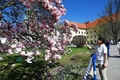 Wiosenne szaleństwo na Wawelu, kwitnie słynna magnolia i nie tylko... - zdjęcie 14