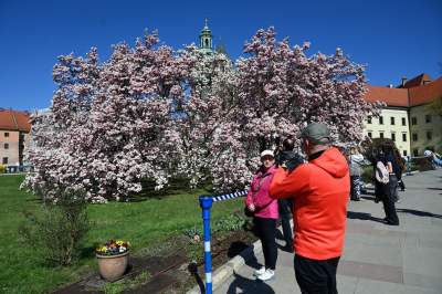 Wiosenne szaleństwo na Wawelu, kwitnie słynna magnolia i nie tylko... - zdjęcie 7