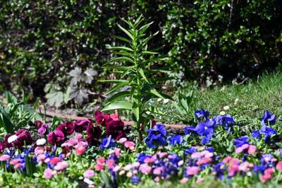 Wiosenne szaleństwo na Wawelu, kwitnie słynna magnolia i nie tylko... - zdjęcie 32