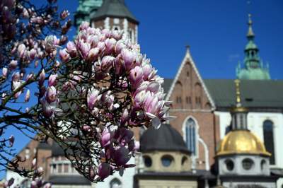 Wiosenne szaleństwo na Wawelu, kwitnie słynna magnolia i nie tylko... - zdjęcie 19