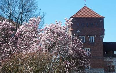 Wiosenne szaleństwo na Wawelu, kwitnie słynna magnolia i nie tylko... - zdjęcie 22