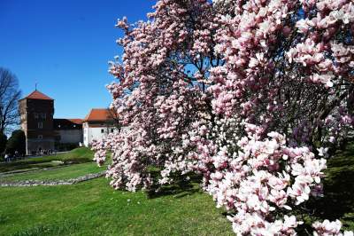 Wiosenne szaleństwo na Wawelu, kwitnie słynna magnolia i nie tylko... - zdjęcie 11