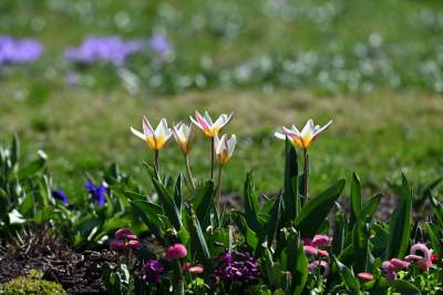 Wiosenne szaleństwo na Wawelu, kwitnie słynna magnolia i nie tylko... - zdjęcie 38
