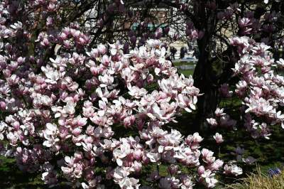 Wiosenne szaleństwo na Wawelu, kwitnie słynna magnolia i nie tylko... - zdjęcie 9
