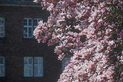 Wiosenne szaleństwo na Wawelu, kwitnie słynna magnolia i nie tylko... - zdjęcie 20