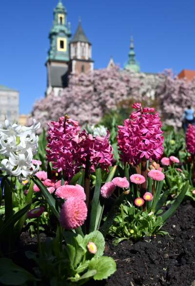 Wiosenne szaleństwo na Wawelu, kwitnie słynna magnolia i nie tylko... - zdjęcie 3