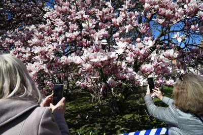 Wiosenne szaleństwo na Wawelu, kwitnie słynna magnolia i nie tylko... - zdjęcie 13