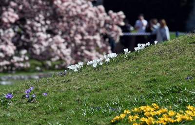 Wiosenne szaleństwo na Wawelu, kwitnie słynna magnolia i nie tylko... - zdjęcie 37