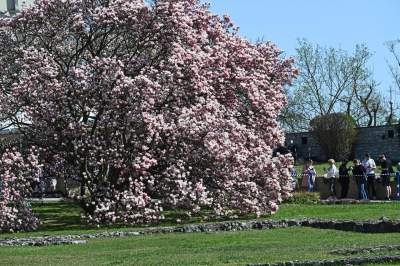 Wiosenne szaleństwo na Wawelu, kwitnie słynna magnolia i nie tylko... - zdjęcie 36