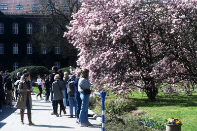 Wiosenne szaleństwo na Wawelu, kwitnie słynna magnolia i nie tylko... - zdjęcie 21