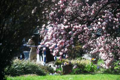 Wiosenne szaleństwo na Wawelu, kwitnie słynna magnolia i nie tylko... - zdjęcie 23