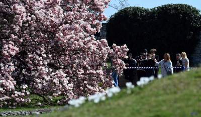 Wiosenne szaleństwo na Wawelu, kwitnie słynna magnolia i nie tylko... - zdjęcie 35