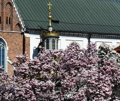 Wiosenne szaleństwo na Wawelu, kwitnie słynna magnolia i nie tylko... - zdjęcie 2