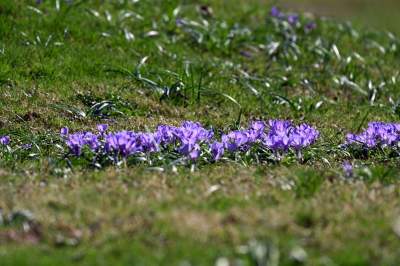 Wiosenne szaleństwo na Wawelu, kwitnie słynna magnolia i nie tylko... - zdjęcie 39