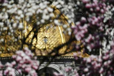 Wiosenne szaleństwo na Wawelu, kwitnie słynna magnolia i nie tylko... - zdjęcie 31