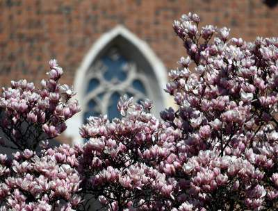 Wiosenne szaleństwo na Wawelu, kwitnie słynna magnolia i nie tylko... - zdjęcie 27