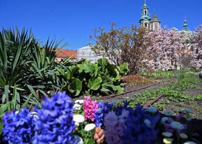 Wiosenne szaleństwo na Wawelu, kwitnie słynna magnolia i nie tylko... - zdjęcie 4