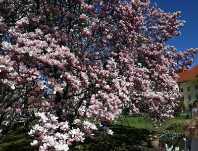Wiosenne szaleństwo na Wawelu, kwitnie słynna magnolia i nie tylko... - zdjęcie 10