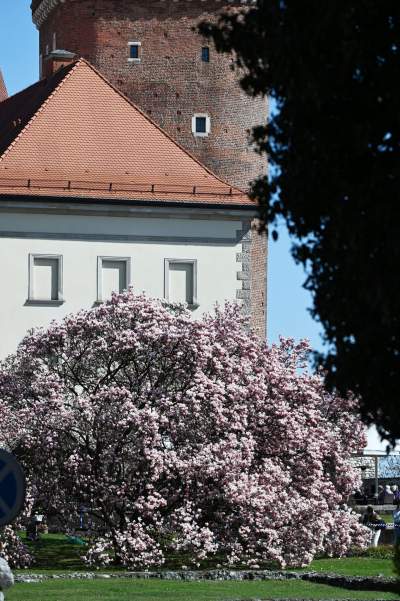 Wiosenne szaleństwo na Wawelu, kwitnie słynna magnolia i nie tylko... - zdjęcie 40