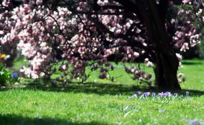 Wiosenne szaleństwo na Wawelu, kwitnie słynna magnolia i nie tylko... - zdjęcie 24