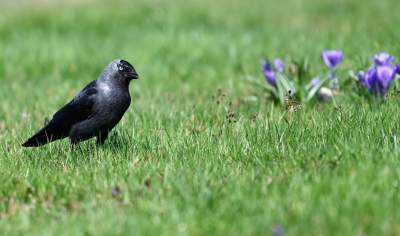 Wiosenne szaleństwo na Wawelu, kwitnie słynna magnolia i nie tylko... - zdjęcie 30