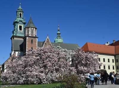 Wiosenne szaleństwo na Wawelu, kwitnie słynna magnolia i nie tylko... - zdjęcie 1