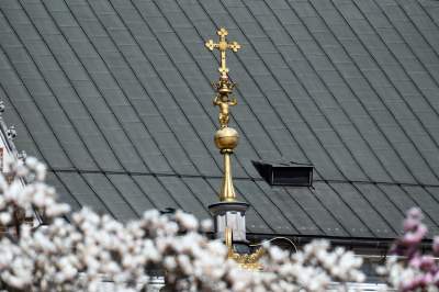 Wiosenne szaleństwo na Wawelu, kwitnie słynna magnolia i nie tylko... - zdjęcie 29