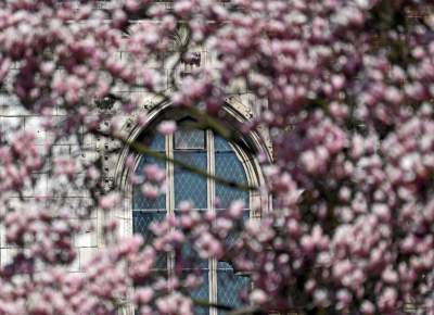 Wiosenne szaleństwo na Wawelu, kwitnie słynna magnolia i nie tylko... - zdjęcie 28