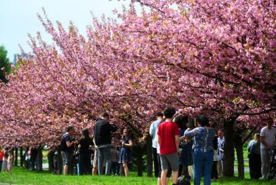 Prawie jak w Japonii, wyjątkowy zakątek w Krakowie przyciąga tłumy - zdjęcie 6