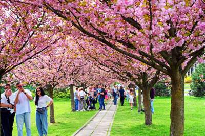 Prawie jak w Japonii, wyjątkowy zakątek w Krakowie przyciąga tłumy - zdjęcie 34