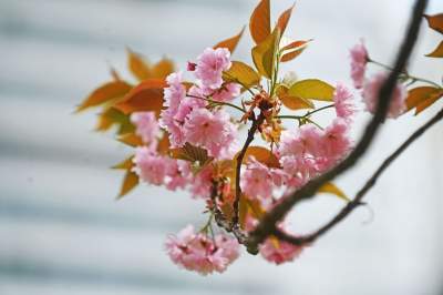 Prawie jak w Japonii, wyjątkowy zakątek w Krakowie przyciąga tłumy - zdjęcie 23
