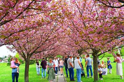 Prawie jak w Japonii, wyjątkowy zakątek w Krakowie przyciąga tłumy - zdjęcie 28
