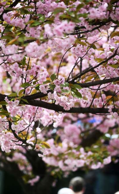 Prawie jak w Japonii, wyjątkowy zakątek w Krakowie przyciąga tłumy - zdjęcie 22