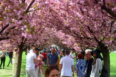 Prawie jak w Japonii, wyjątkowy zakątek w Krakowie przyciąga tłumy - zdjęcie 11