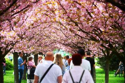 Prawie jak w Japonii, wyjątkowy zakątek w Krakowie przyciąga tłumy - zdjęcie 17
