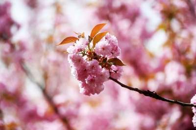 Prawie jak w Japonii, wyjątkowy zakątek w Krakowie przyciąga tłumy - zdjęcie 15