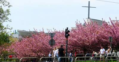 Prawie jak w Japonii, wyjątkowy zakątek w Krakowie przyciąga tłumy - zdjęcie 5