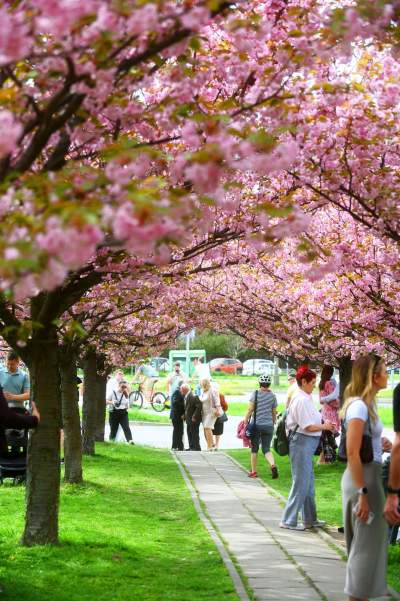 Prawie jak w Japonii, wyjątkowy zakątek w Krakowie przyciąga tłumy - zdjęcie 19