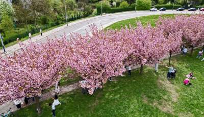Prawie jak w Japonii, wyjątkowy zakątek w Krakowie przyciąga tłumy - zdjęcie 1