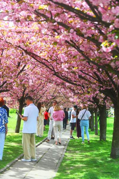 Prawie jak w Japonii, wyjątkowy zakątek w Krakowie przyciąga tłumy - zdjęcie 8