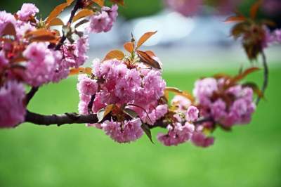 Prawie jak w Japonii, wyjątkowy zakątek w Krakowie przyciąga tłumy - zdjęcie 14