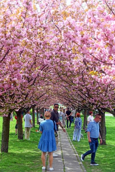 Prawie jak w Japonii, wyjątkowy zakątek w Krakowie przyciąga tłumy - zdjęcie 13