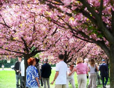 Prawie jak w Japonii, wyjątkowy zakątek w Krakowie przyciąga tłumy - zdjęcie 7