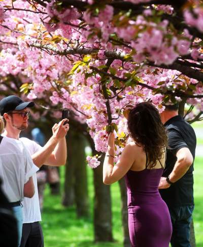 Prawie jak w Japonii, wyjątkowy zakątek w Krakowie przyciąga tłumy - zdjęcie 9